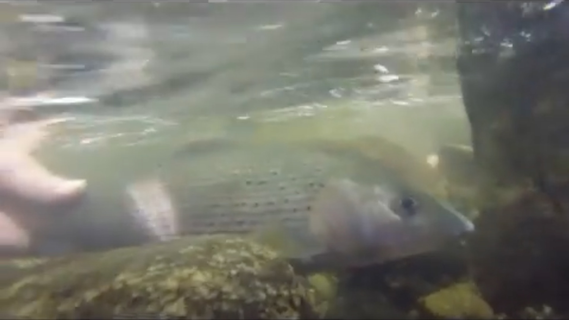 Gros ombre commun Alagnon: Thymallus Ligéricus