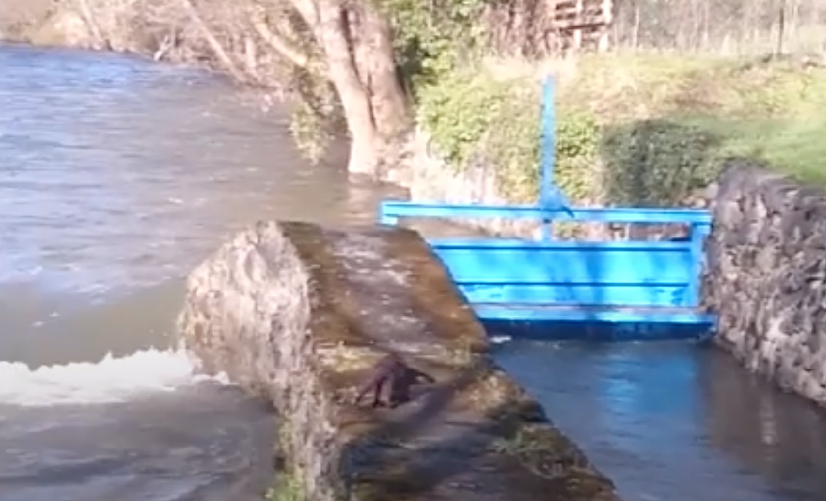 La loutre - Alagnon