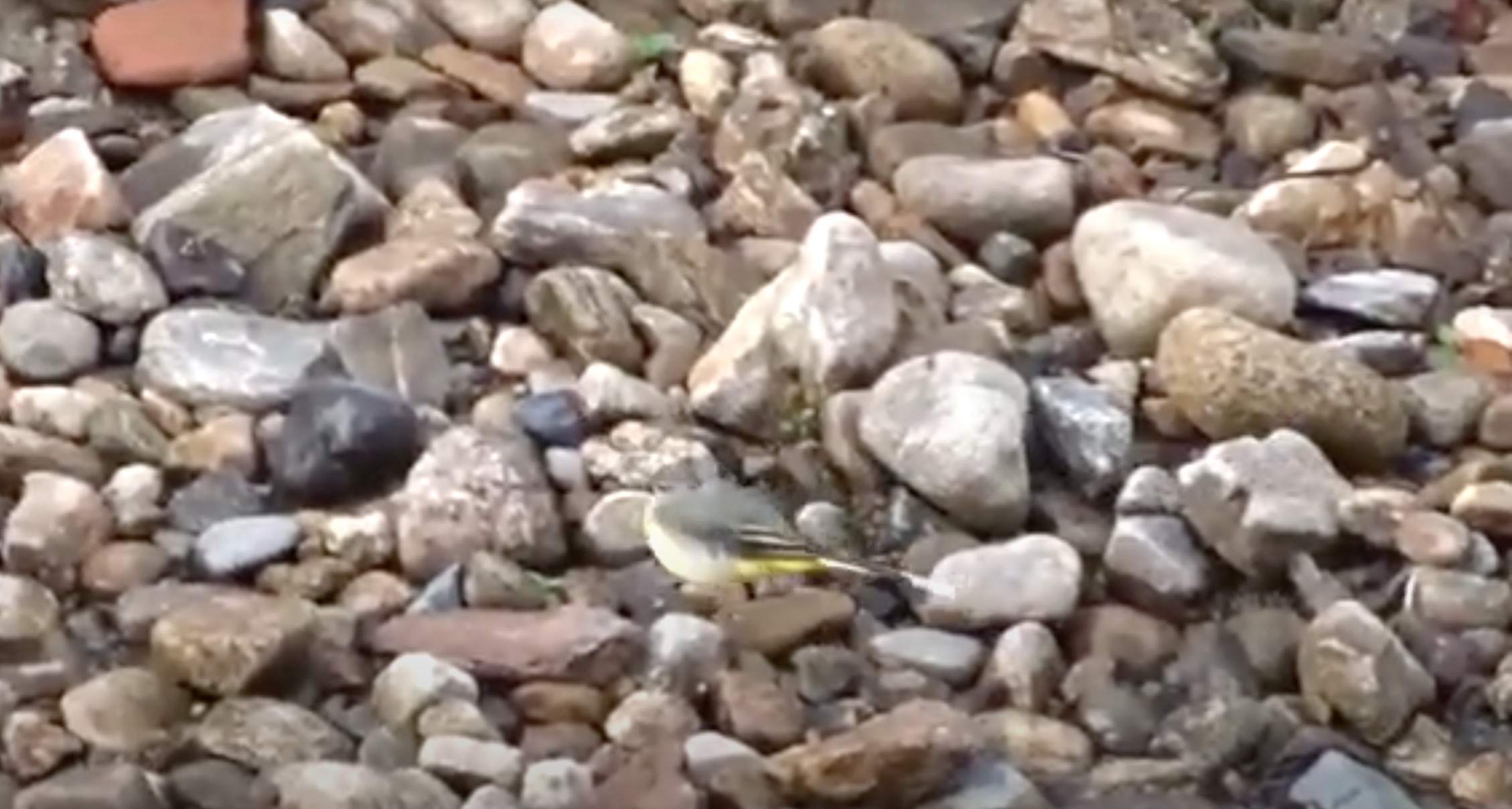 Bergeronnette des ruisseaux