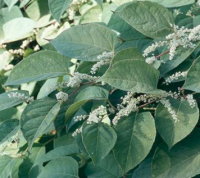 Les plantes invasives