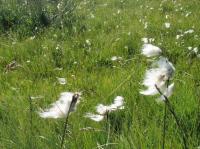 La Linaigrette