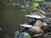 Pollution accidentelle sur la Voireuse