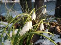 Le perce-neige
