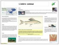L'ombre commun