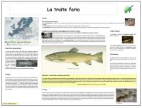 La truite fario