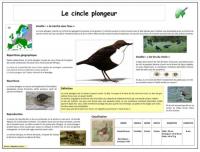 Le cincle plongeur