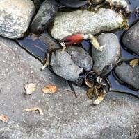 Casse croute au bord de l'Alagnon