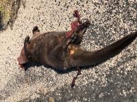 Mort d'une loutre : Crime passionnel ou simple accident ?