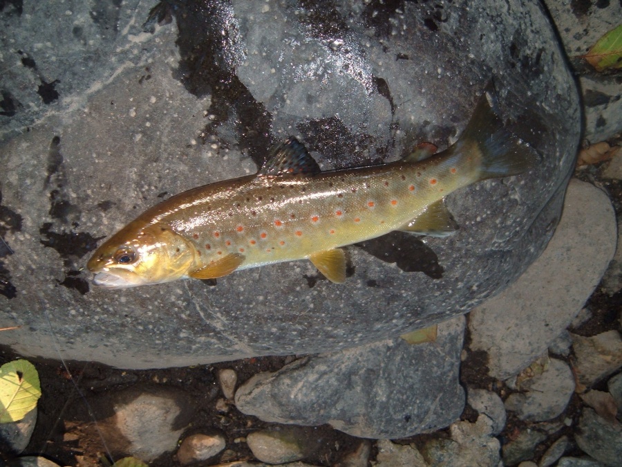 Truite de l'Alagnon