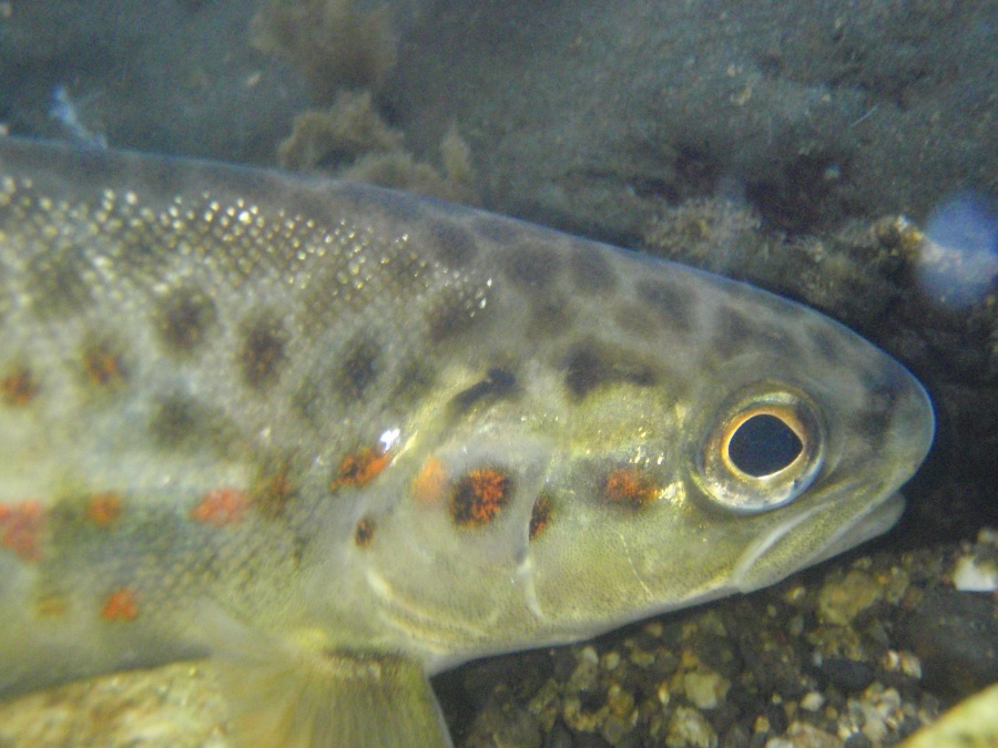 Tacon (petit saumon)