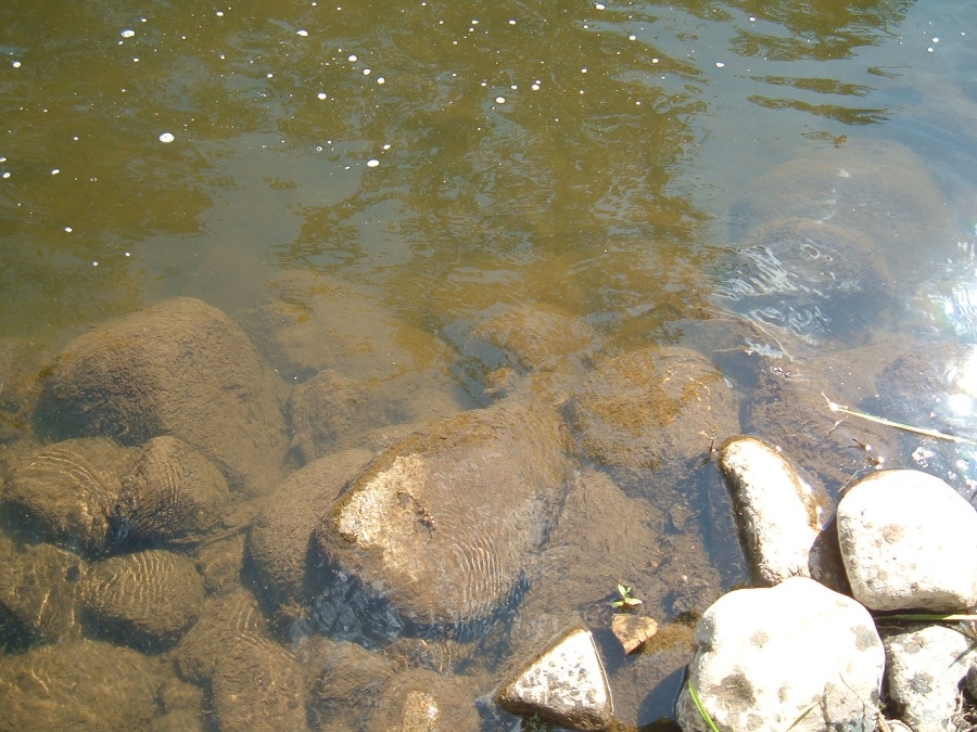 Eutrophisation sous forme de dépot visqueux venant colmater le fond des cours d'eau