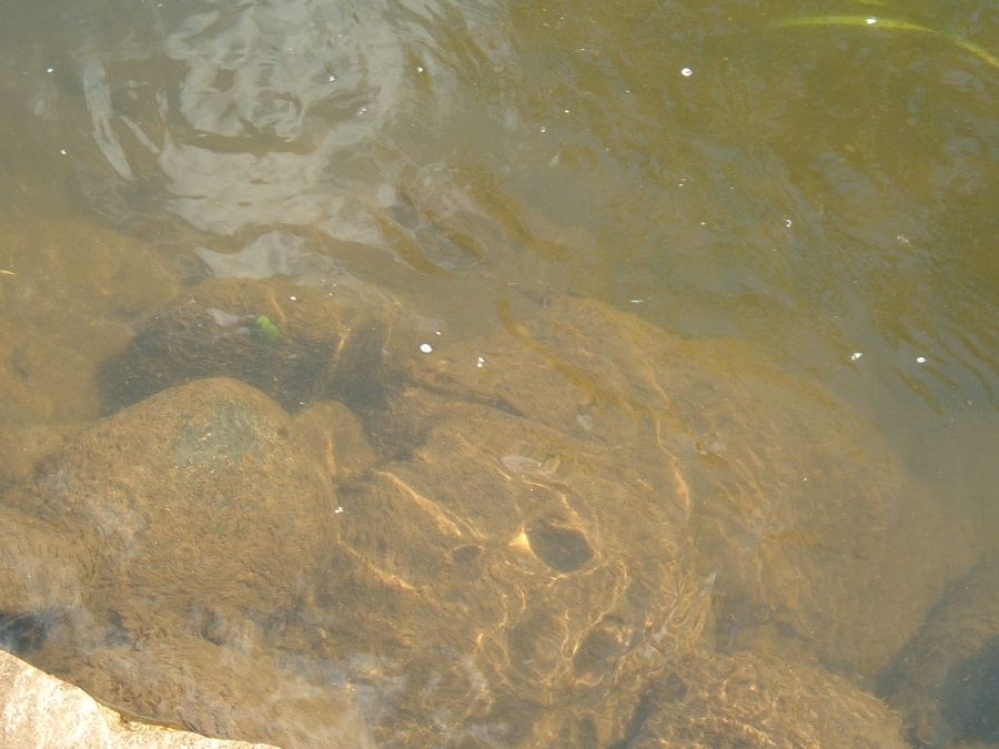 Eutrophisation sous forme de dépot visqueux venant colmater le fond des cours d'eau