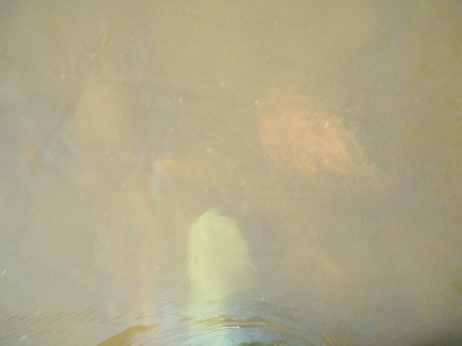 Forte turbidité avec eau trouble et matières en suspension due à une eutrophisation marquée (botte servant de repère visuel)