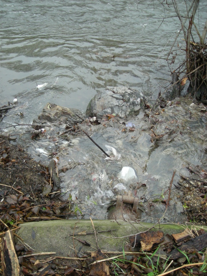 Rejets d'une station d'épuration dans l'Alagnon (remarquez la différence de qualité de l'eau entre le rejet trouble de la station et l'eau limpide de la rivière)