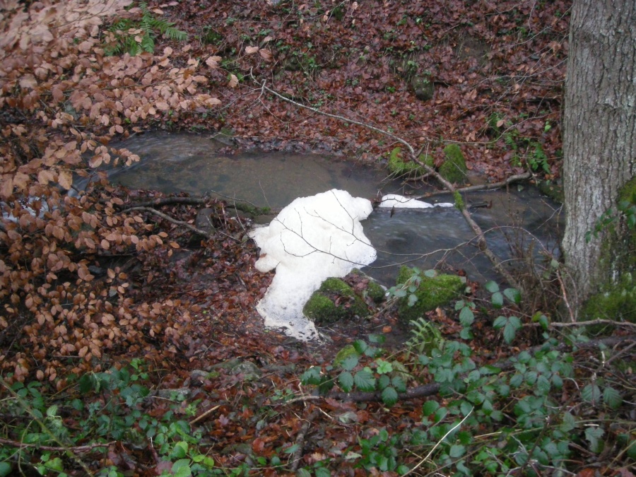 Amas de mousse sur le ruisseau de l'église 