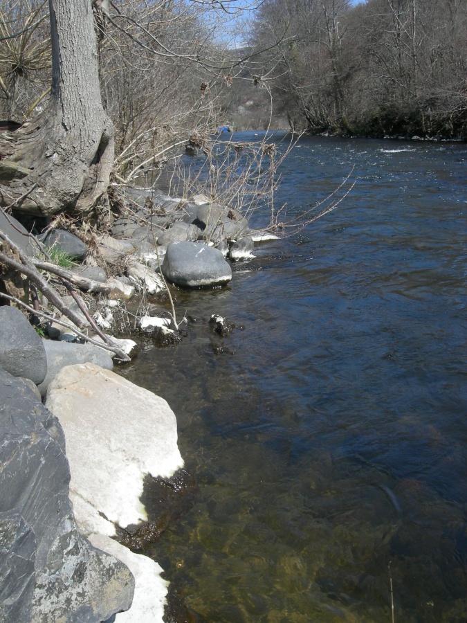 Aspect caractéristique après séchage à l'air libre du dépot visqueux lié à l'eutrophisation lors de la baisse du niveau de l'eau sous forme d'un liseré blanc vif