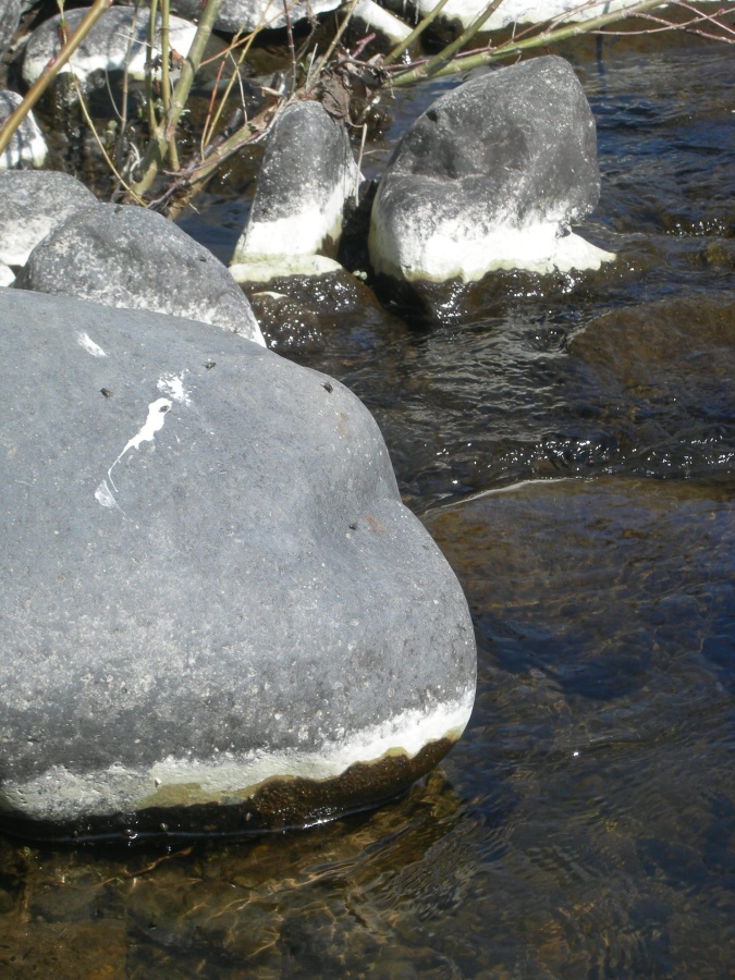 Aspect caractéristique après séchage à l'air libre du dépot visqueux lié à l'eutrophisation lors de la baisse du niveau de l'eau sous forme d'un liseré blanc vif