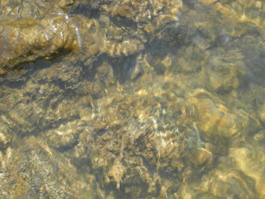 Eutrophisation sous forme de dépot visqueux venant colmater le fond des cours d'eau