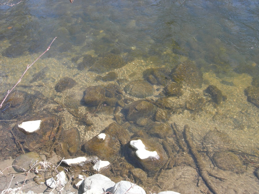 Eutrophisation sous forme de dépot visqueux venant colmater le fond des cours d'eau