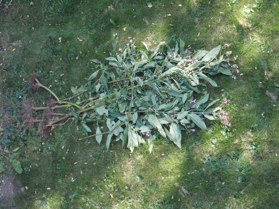 Arrachage de plantes invasives (extrême prudence)