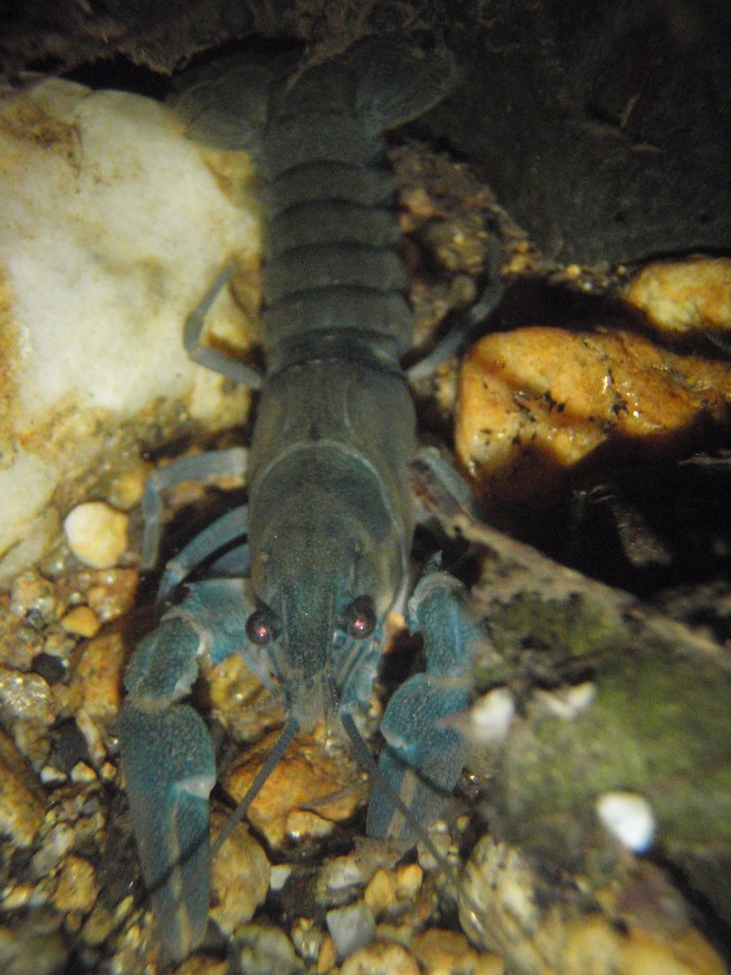 Ecrevisse "signal" juvénile (espèce invasive)