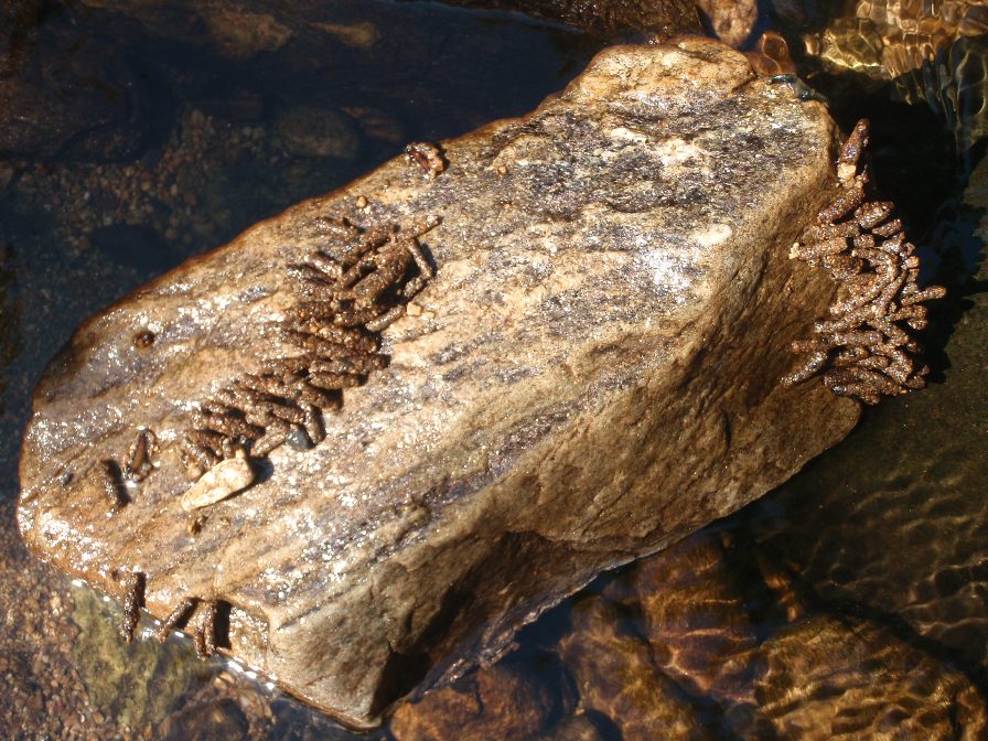 Porte bois ou vers d'eau (Arcueil)