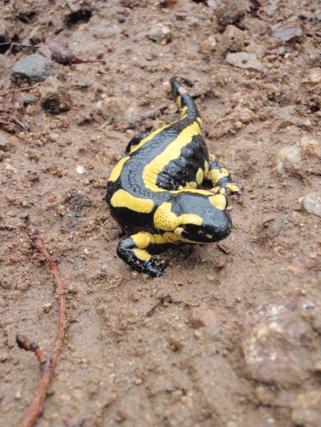 Salamandre à Vauclair