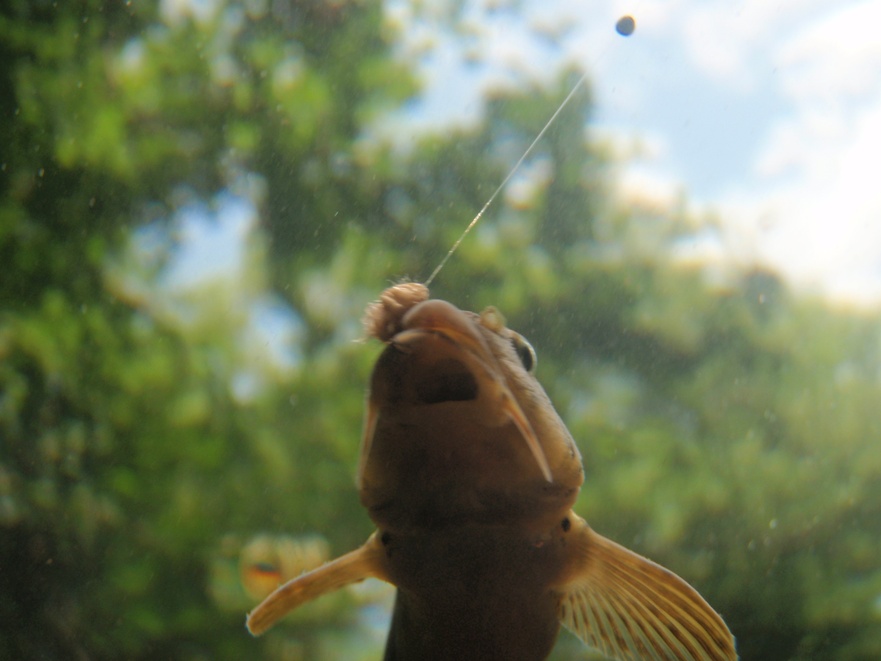Goujon II