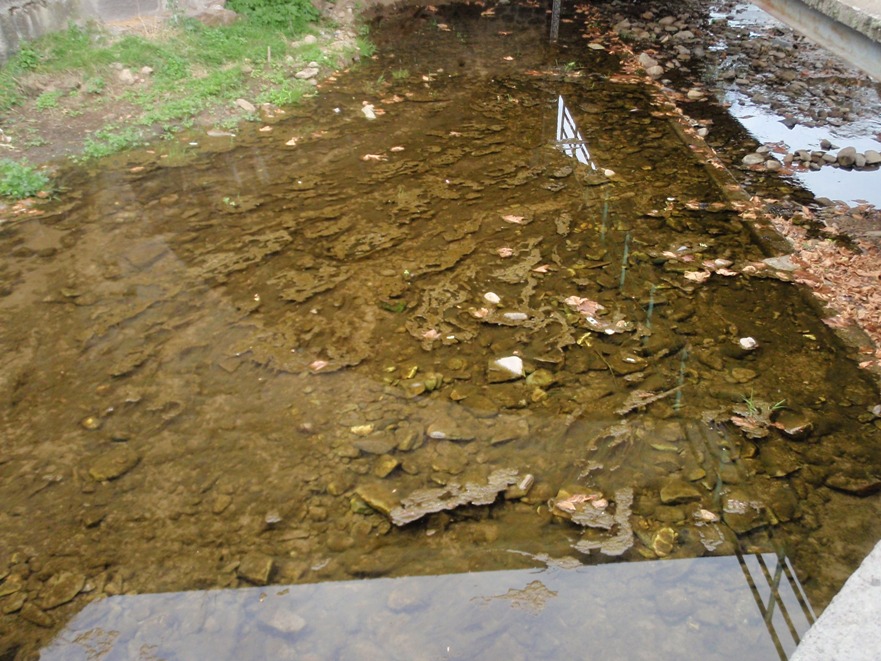 Eutrophisation sur l'Alagnonette