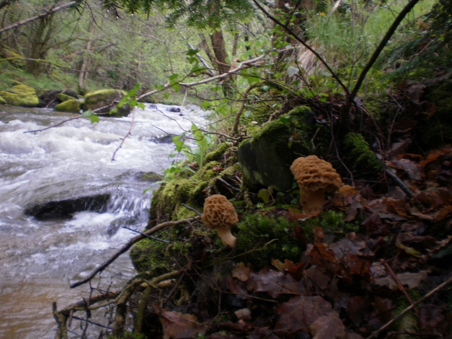 Des morilles sans défense ! 