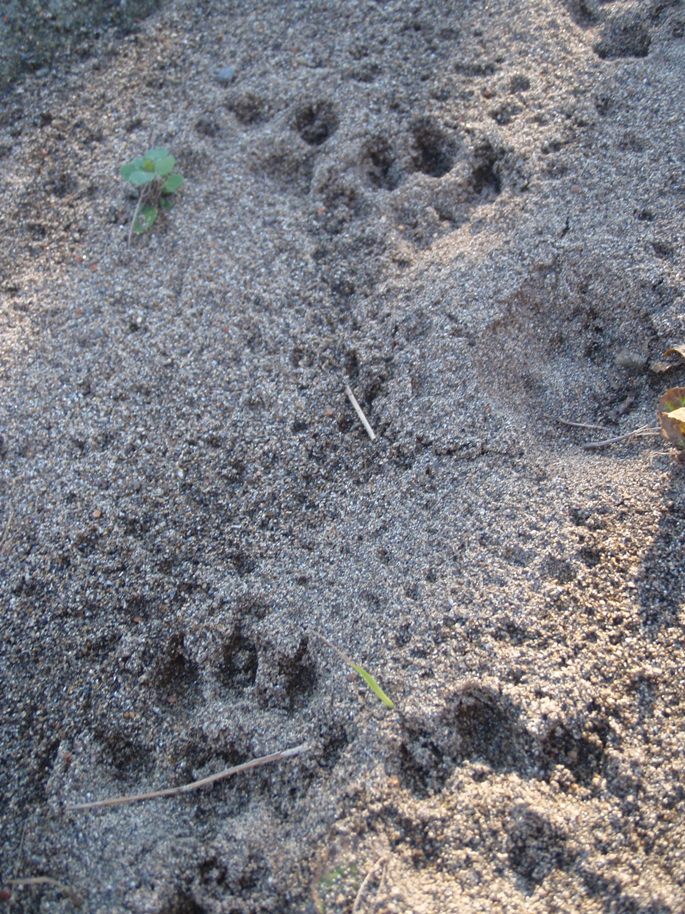 Empreintes de loutre au bord de l'Alagnon