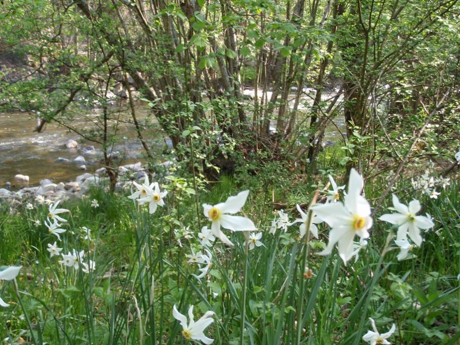 Narcisse, tu connais ?
