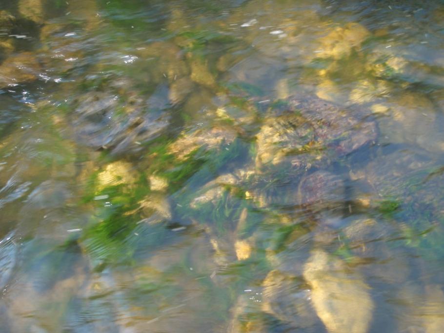 Algues vertes