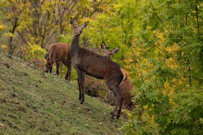 Biche 1