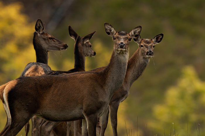Biche 2