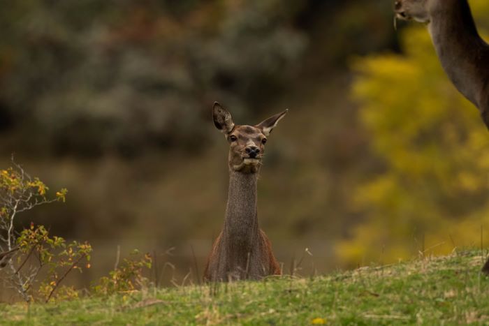 Biche 3