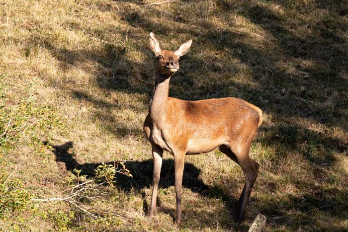 Biche 5