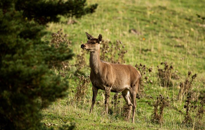 Biche 6