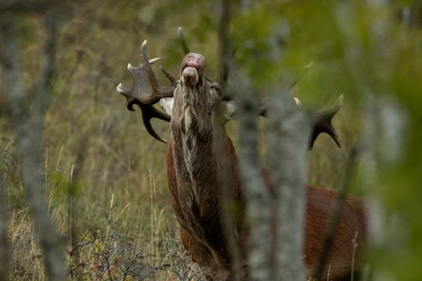 Cerf 1