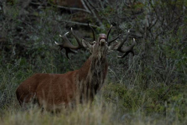 Cerf 3