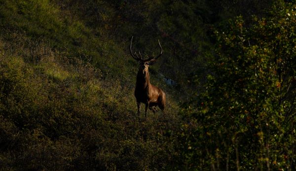 Cerf 10