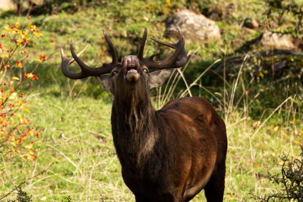 Cerf 12