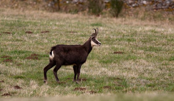 Chamois 1