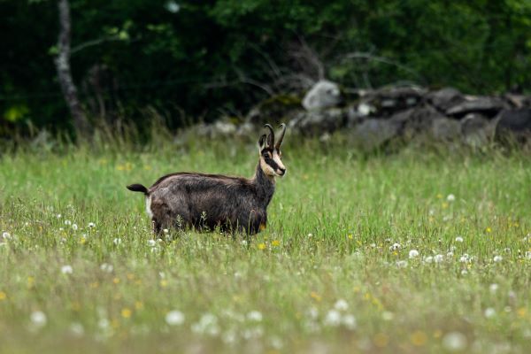 Chamois 5