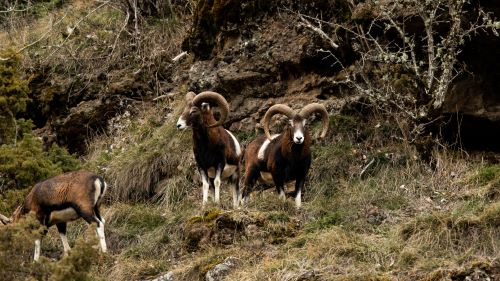 Mouflon 1