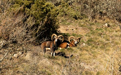 Mouflon 2