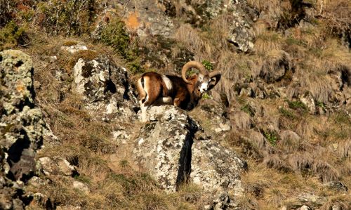 Mouflon 4