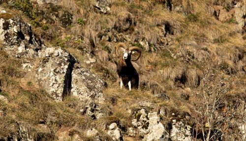 Mouflon 5