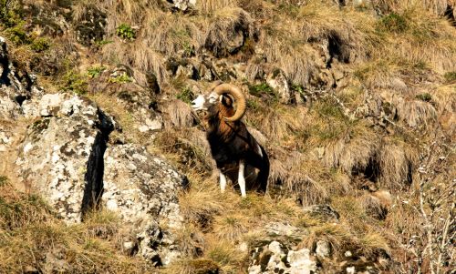 Mouflon 6