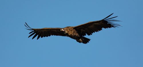 Rapace 1